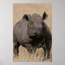 Buscar rinoceronte negro posters Naturaleza