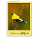 Buscar goldfinches Goldfino