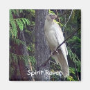 Buscar raven imanes Vida silvestre