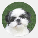 Buscar shih tzu pegatinas Amante del perro