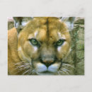 Buscar catorce postales 1 ᵉʳ vaina