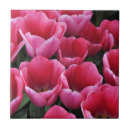Buscar tulipanes rosados azulejos Tulipán
