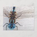 Buscar dragonfly postales Bugs