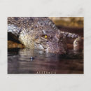 Buscar cocodrilo postales Reptiles