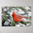 Buscar cardinalidae posters Cardinalis