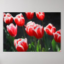Buscar tulipán rojo y blanco posters Plantas