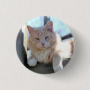 Buscar gato chapas Naranja