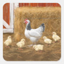 Buscar pollo pegatinas Animales de granja