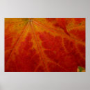 Buscar hoja de arce roja posters Rojo