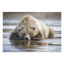 Buscar cara posters 6 º estadía