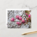 Buscar árbol de tulipán postales Flor