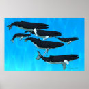 Buscar humpback Baleen