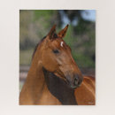Buscar cabeza de caballo puzzles Animal