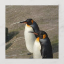 Buscar emperador invitaciones Pingüino