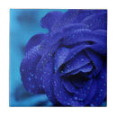 Buscar imágenes de rosas azulejos Para todos