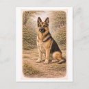 Buscar perro de pastor alemán postales Antiguo