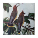 Buscar cedro azulejos Pájaros