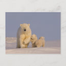 Buscar ursus maritimus Oso