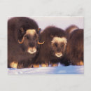 Buscar lobo ártico postales Vida silvestre