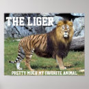 Buscar preferido posters Favorito