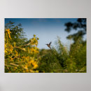 Buscar colibrí posters Fauna