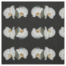 Buscar orquídea telas Floral