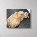 Buscar gatito del tabby fotografía Naranja