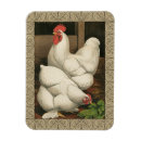 Buscar gallo imanes Gallina