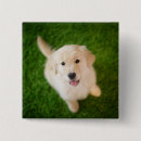Buscar golden retriever chapas Recuperador dorado