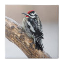 Buscar macho azulejos Naturaleza