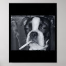 Buscar perros para la venta posters Divertido