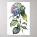 Buscar hydrangea arte Hidrangea azul