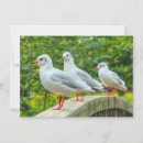 Buscar cardenales rojos tarjetas Vida silvestre