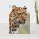 Buscar gato del jaguar tarjetas Leopardo