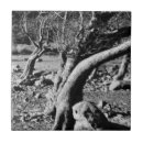 Buscar árbol blanco y negro azulejos Árboles