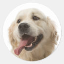 Buscar tiradores pegatinas Cachorro