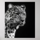 Buscar leopardo blanco posters Blanco y negro