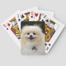 Buscar headshot barajas de cartas Pomeranian
