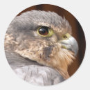 Buscar peregrino pegatinas General y unisex