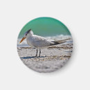 Buscar golondrinas de mar Pájaros