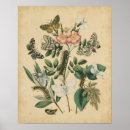 Buscar flores y mariposas posters Insectos
