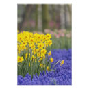 Buscar complementario posters Amarillo