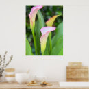 Buscar lillies fotografía Floral