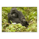 Buscar gorila montaña postales Bebé