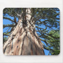 Buscar gigante alfombrillas de raton Árbol