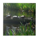 Buscar tortuga verde azulejos Naturaleza