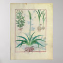 Buscar plantas medicinales posters Herbario