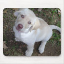 Buscar labrador retriever alfombrillas de raton Lindo
