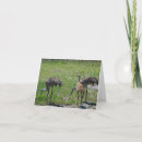 Buscar photography tarjetas Animal