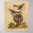 Buscar historia natural posters Litografía